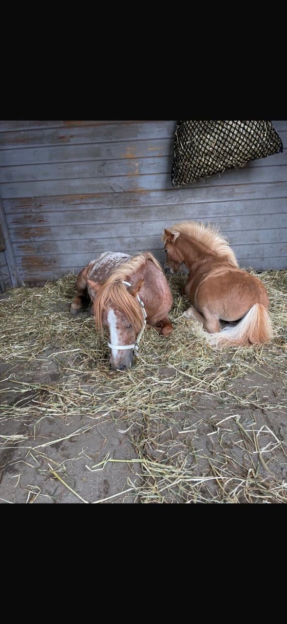 Appaloosa shetlander