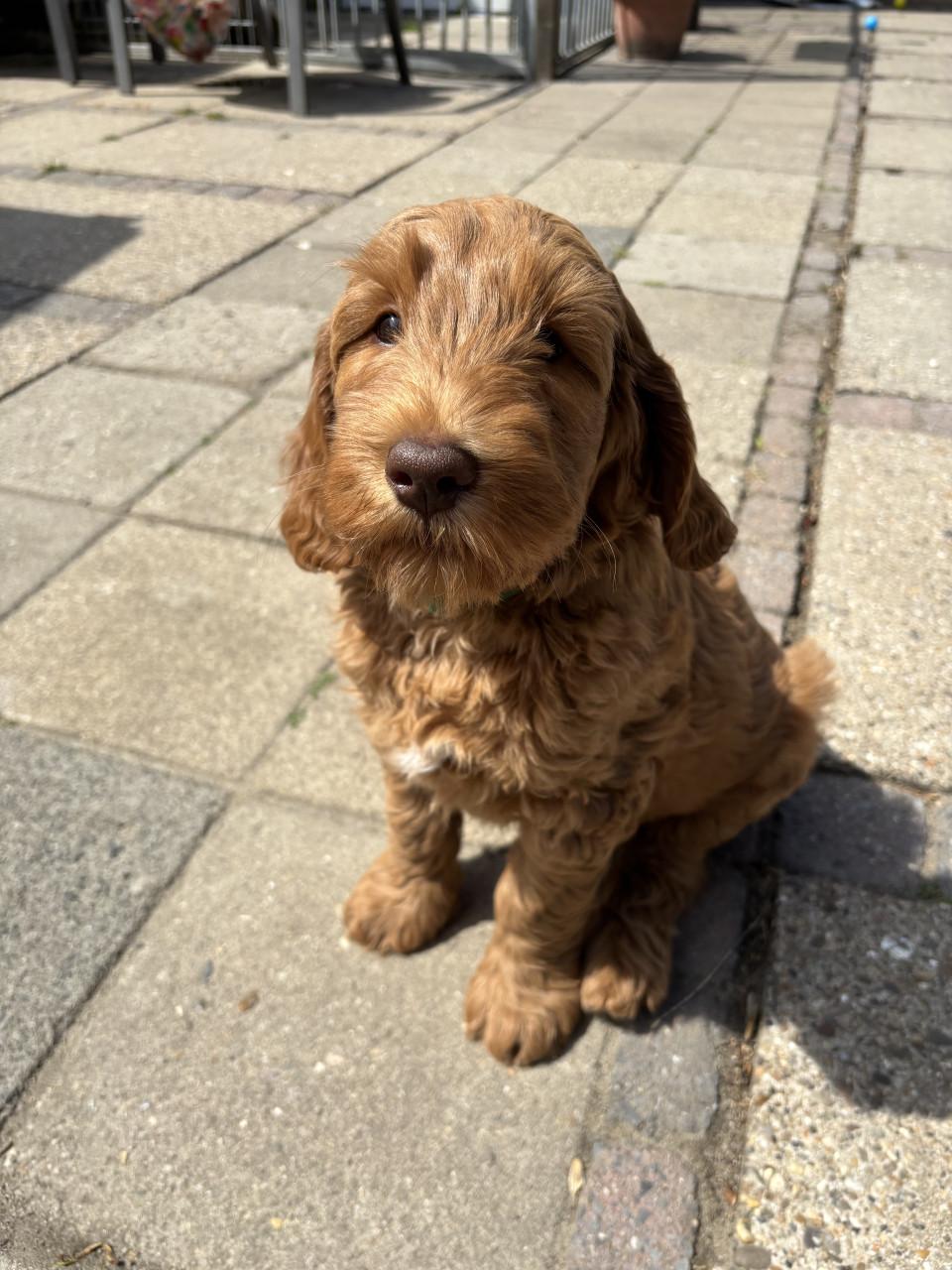 Australian Labradoodle pup