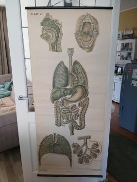Antieke medische posters