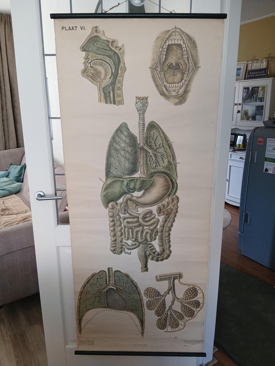 Antieke medische posters
