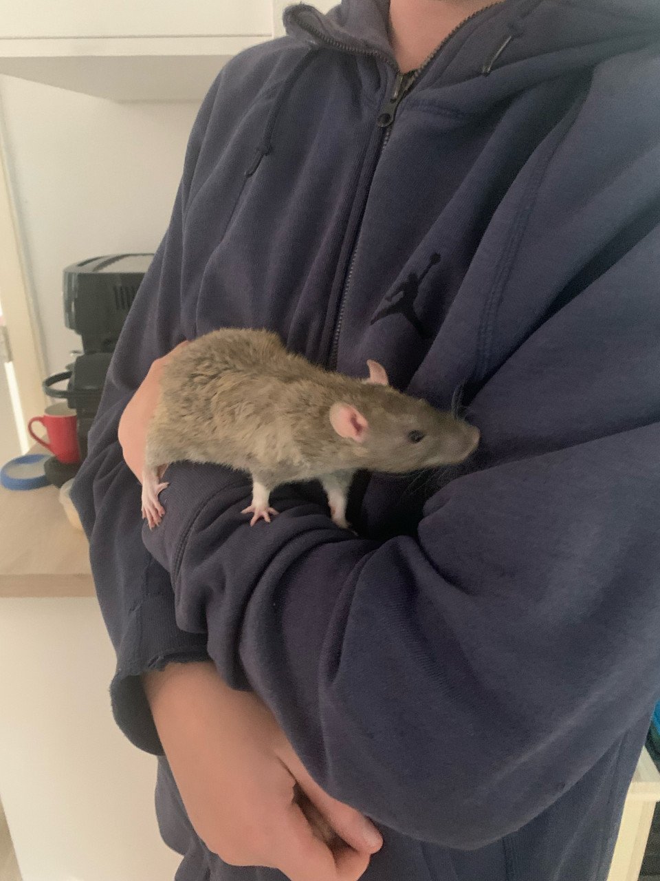 Lieve aanhankelijke ratten!