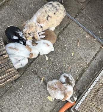 Leuke dwerg hangoor konijntjes