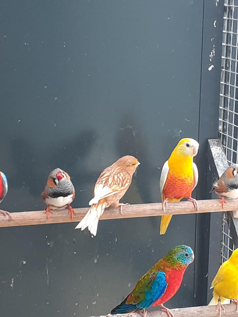 Kanaries  ook poppen.