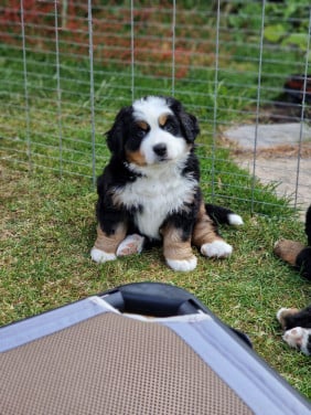 Bernersennen pup (reu) te koop