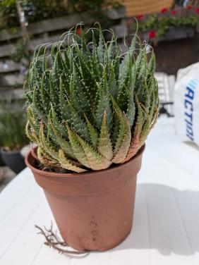 Aloe aristata (ook wel Kant-aloe of Lace Aloe)