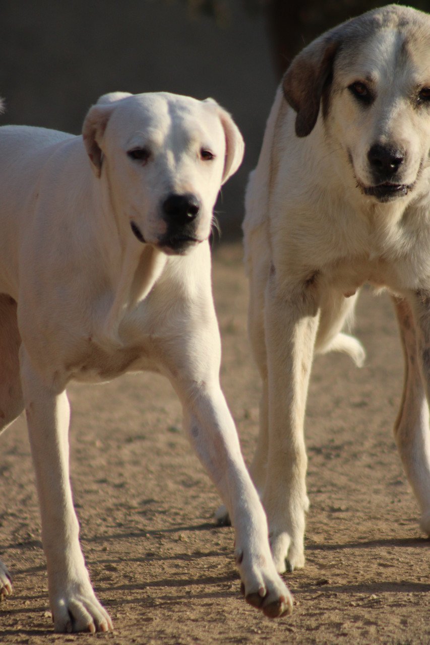 Alora Dog Rescue: Lieve Jess zoekt een baasje