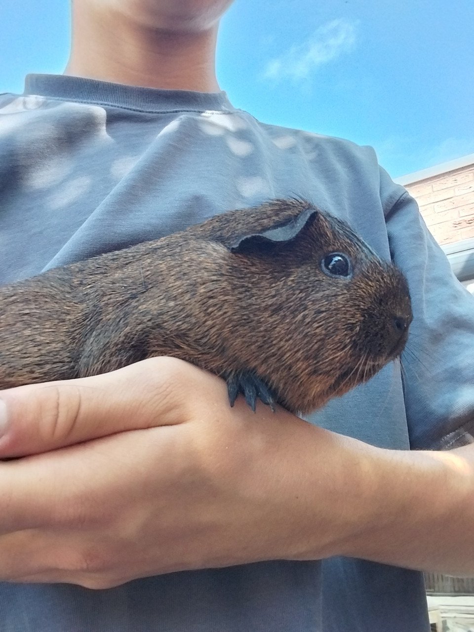 Vrouwtjes cavia