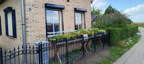 Mooie, sterke vaste planten in ons plantenkraampje ! ++ €1,25 p/st ++
