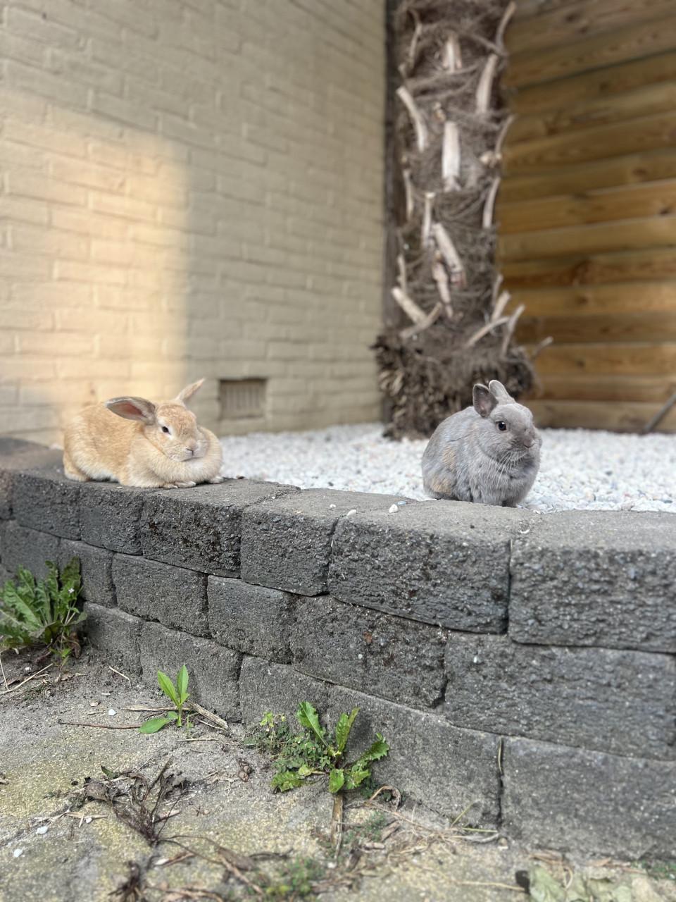 2 konijnen