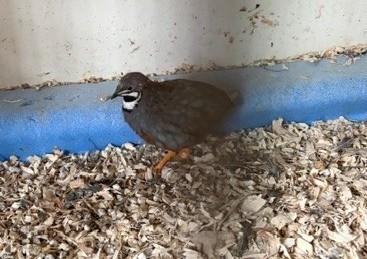 Chinese dwergkwartel haan gratis