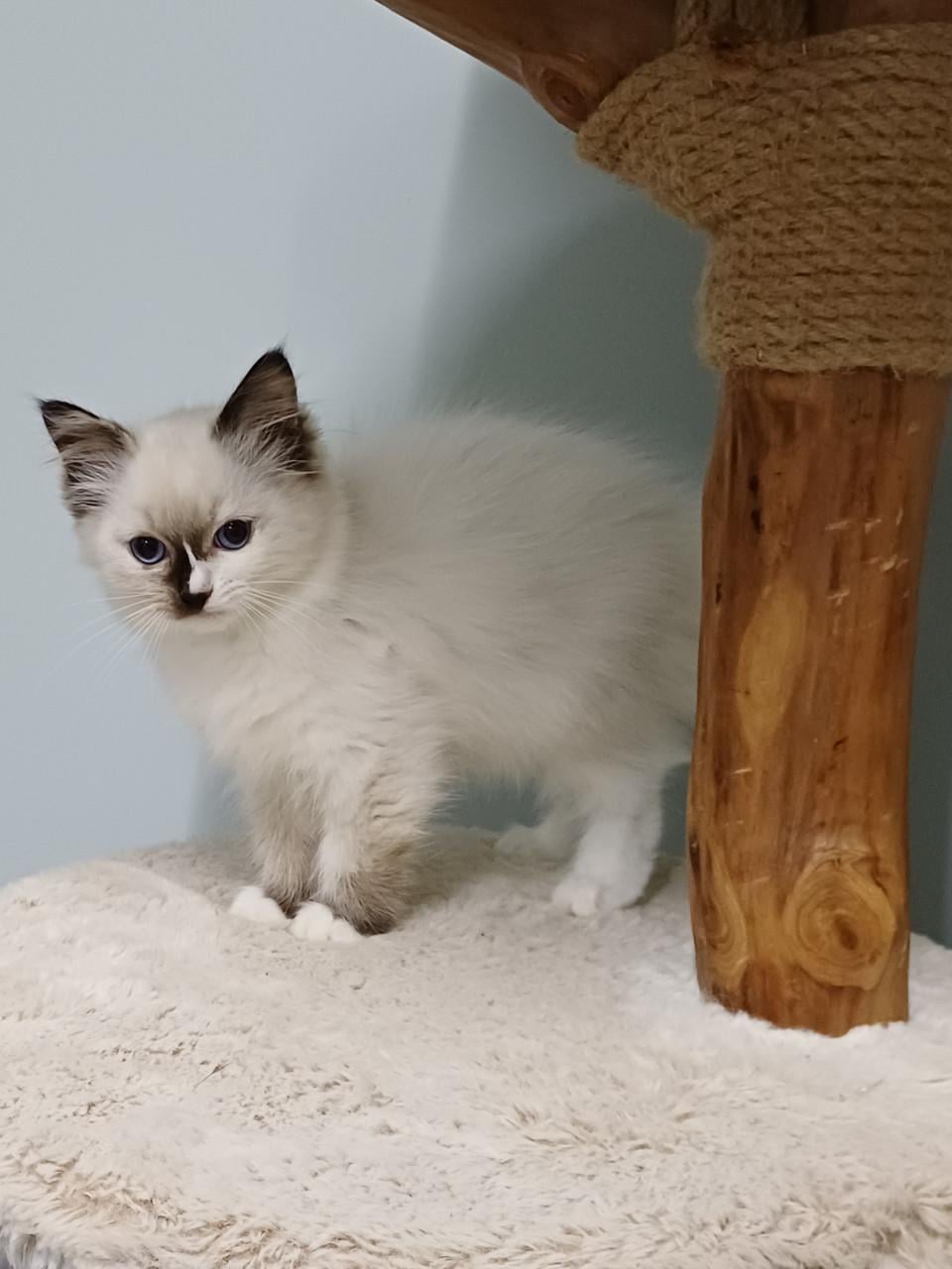Prachtig Ragdoll poesje met stamboom
