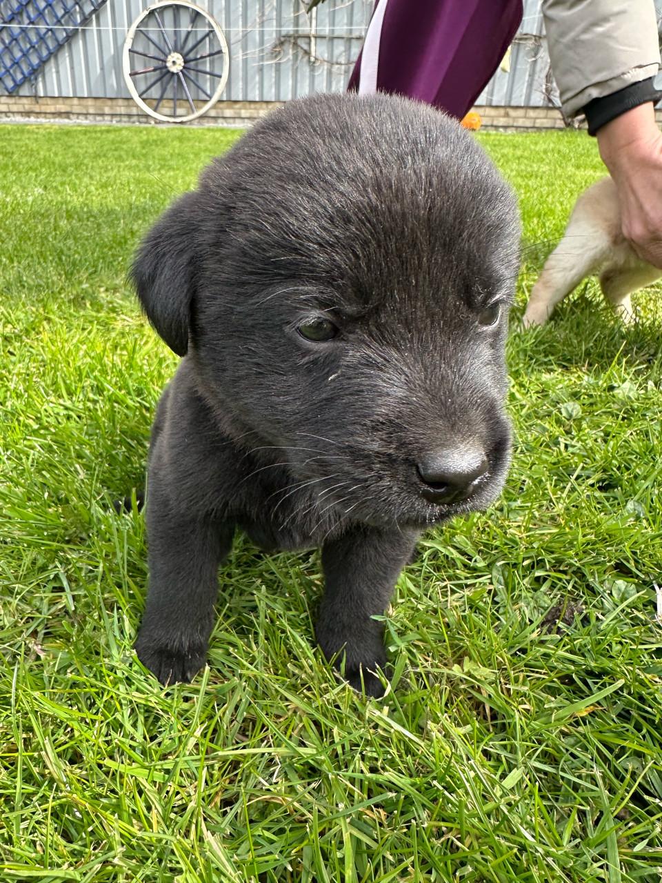 Puppy’s gekruisd met Labrador