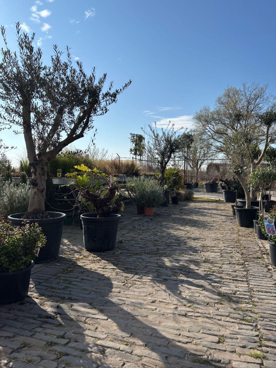 PLANTENKWEKERIJ ‘t GROENE LAND