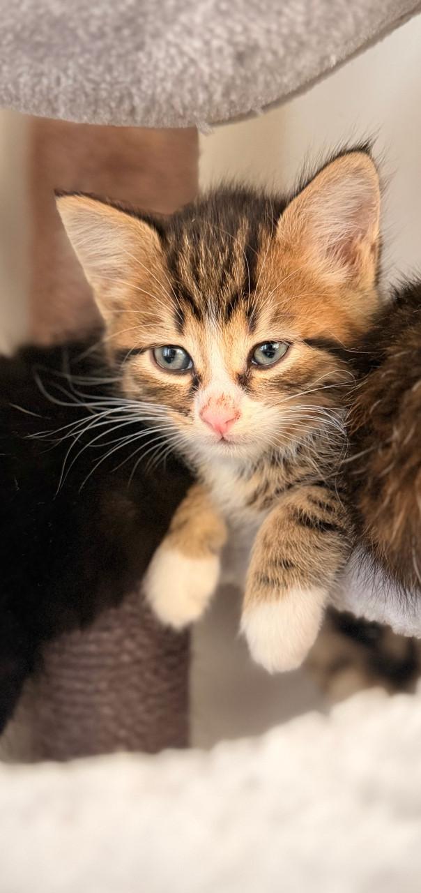 Langharige kittens