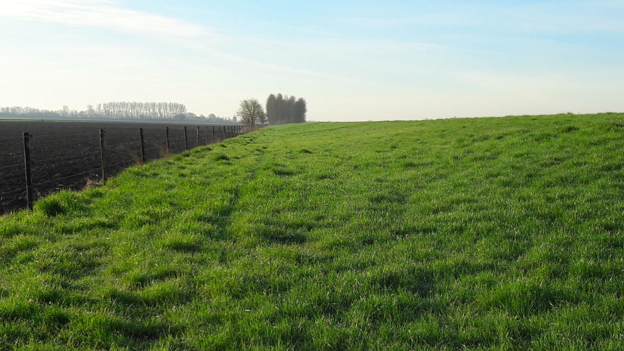 Te huur: weide met schuilstal