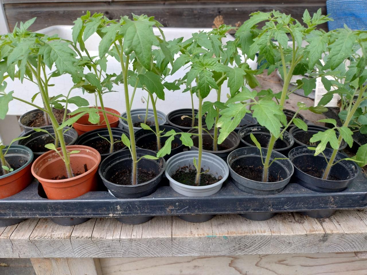 Tomatenplantjes