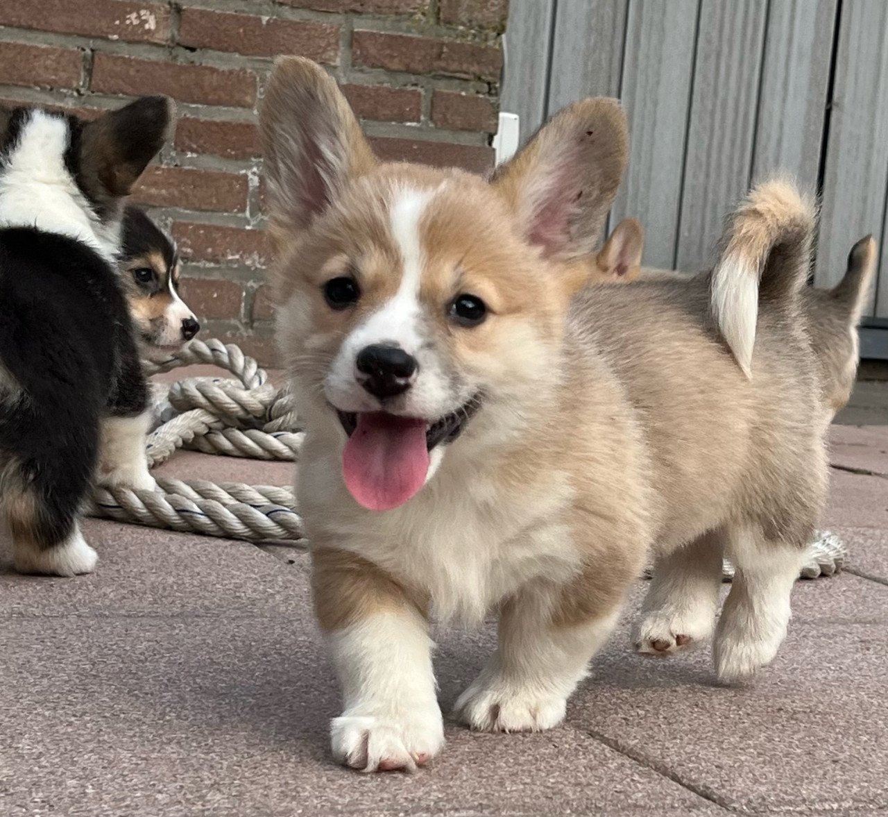 Welsh corgi pembroke puppies