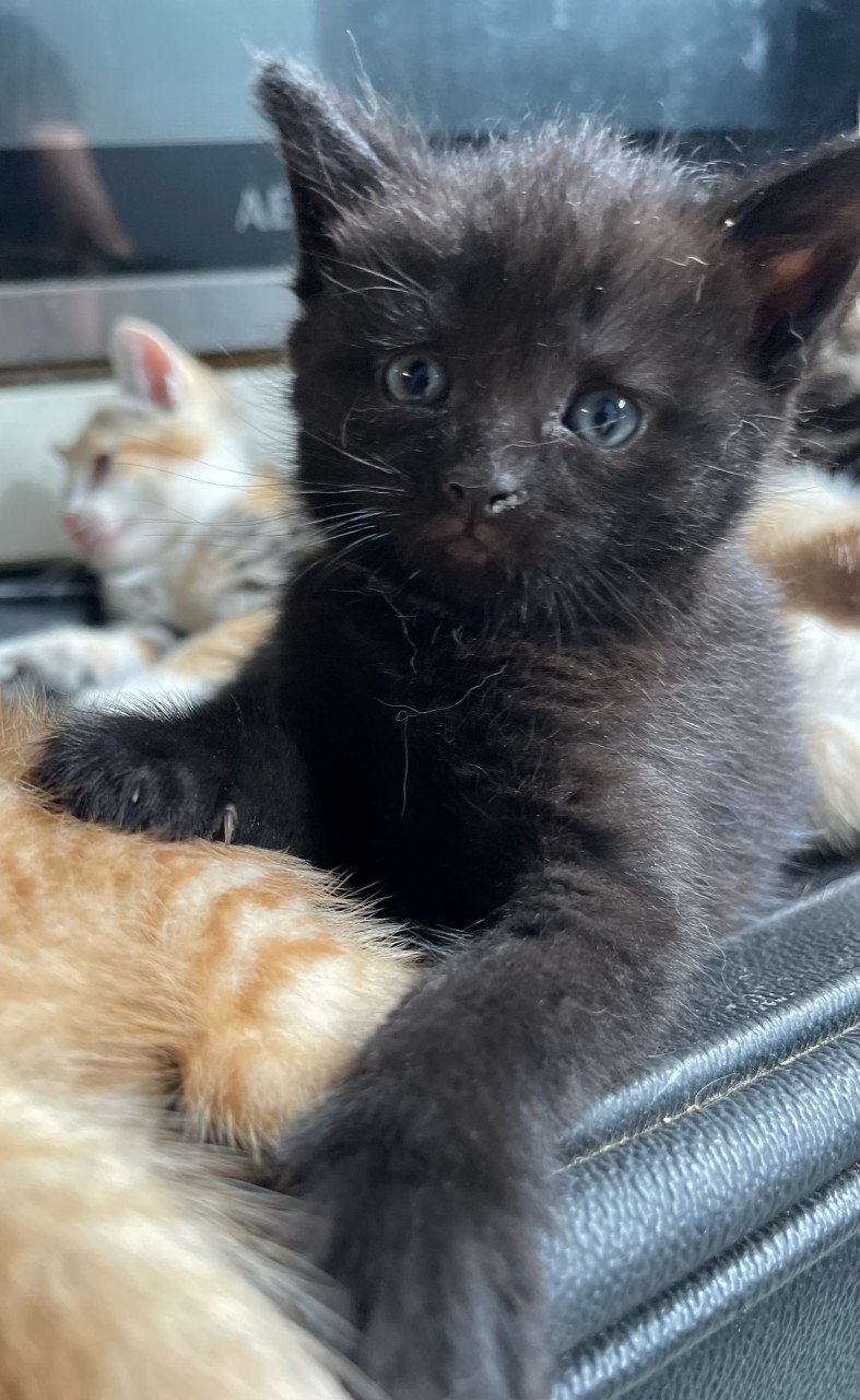 Kittens te koop