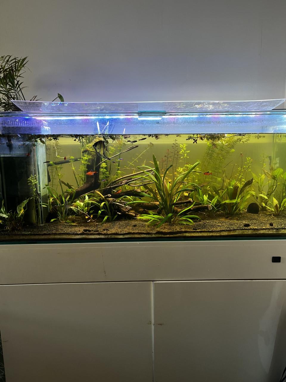 Aquarium 310L
