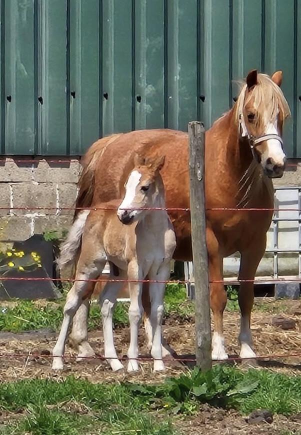 Bruine Welsh A hengst - 3 jaar