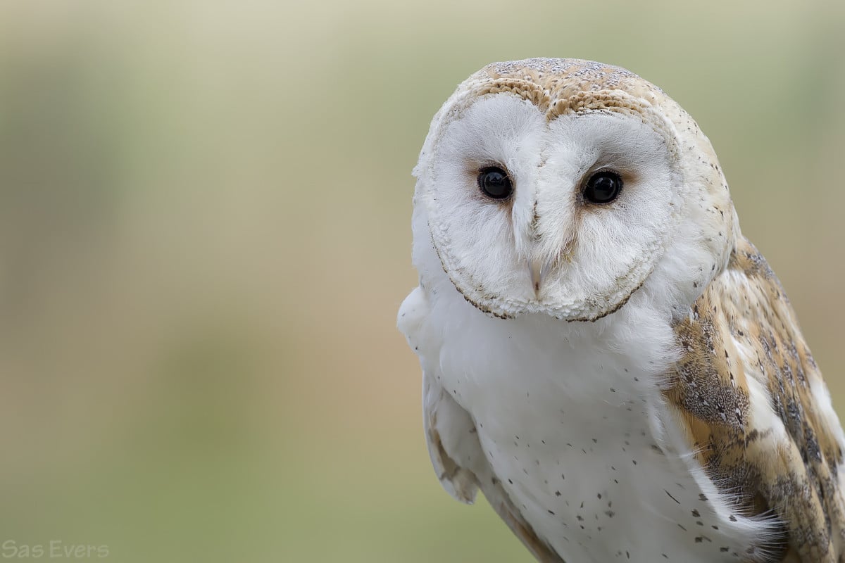 Zaterdag 23 augustus: workshop roofvogels fotograferen