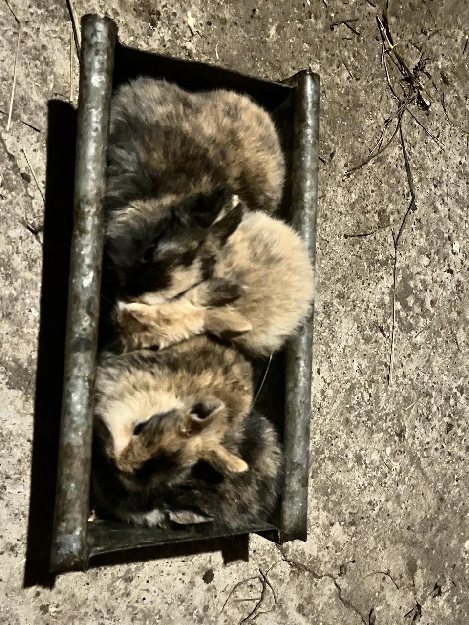 6 schattig baby konijntjes