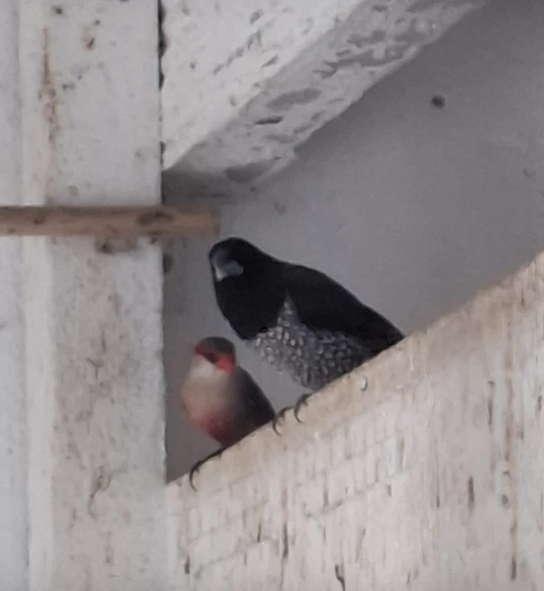 Vier voliere vogels