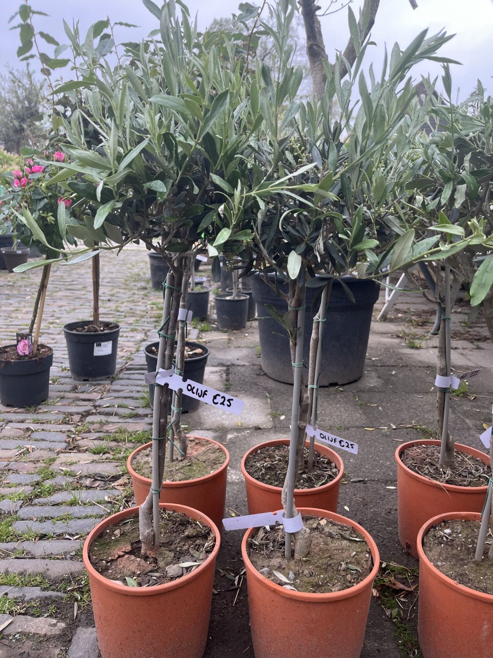 OLIJFBOMEN, YUCCA’S 30 % KORTING (op alles)