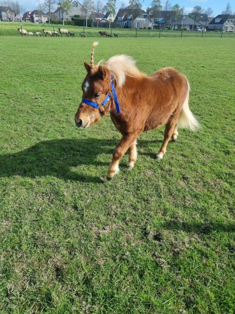 Te koop: shetland ponny