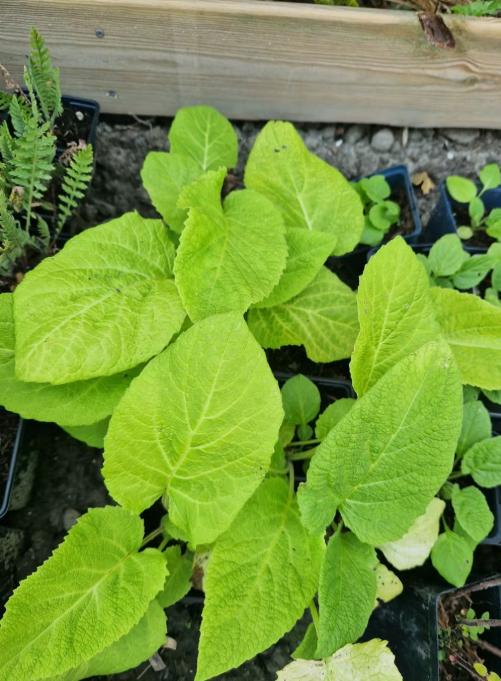 Gifvrije vaste tuinplantjes - zelfgekweekt