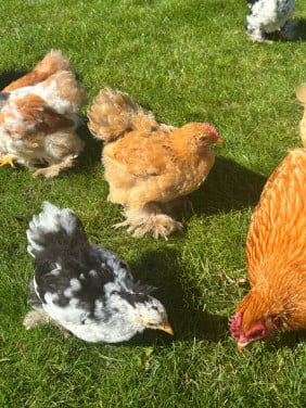 Cochin kriel haantje te koop