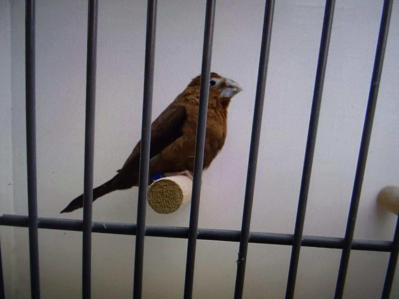 TE KOOP VERSCHILLENDEVOLIERE VOGELS BROEDRIJP