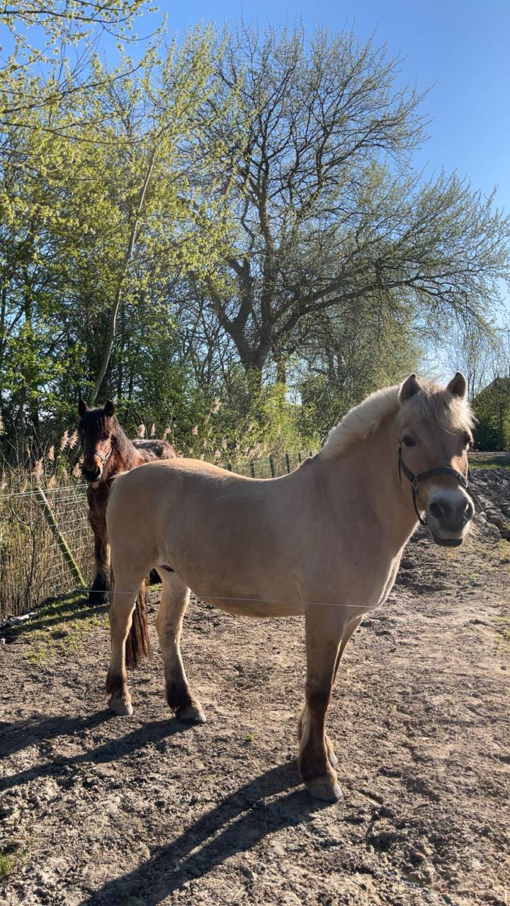 Pony aangeboden voor winterstalling