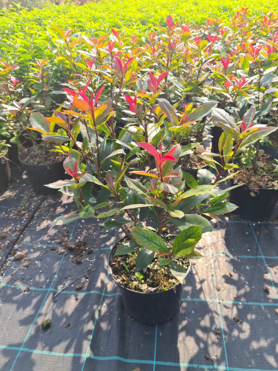 Photinia Carré Rouge glansmispel potgekweekt