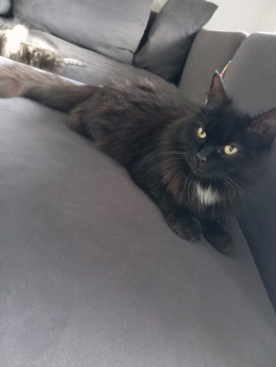 Kitten mannetje