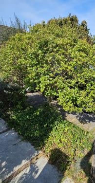 Ficus op stam