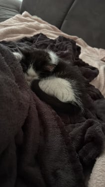 Kitten