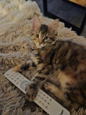Maine coon kitten