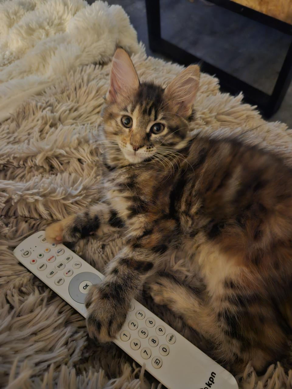Maine coon kitten
