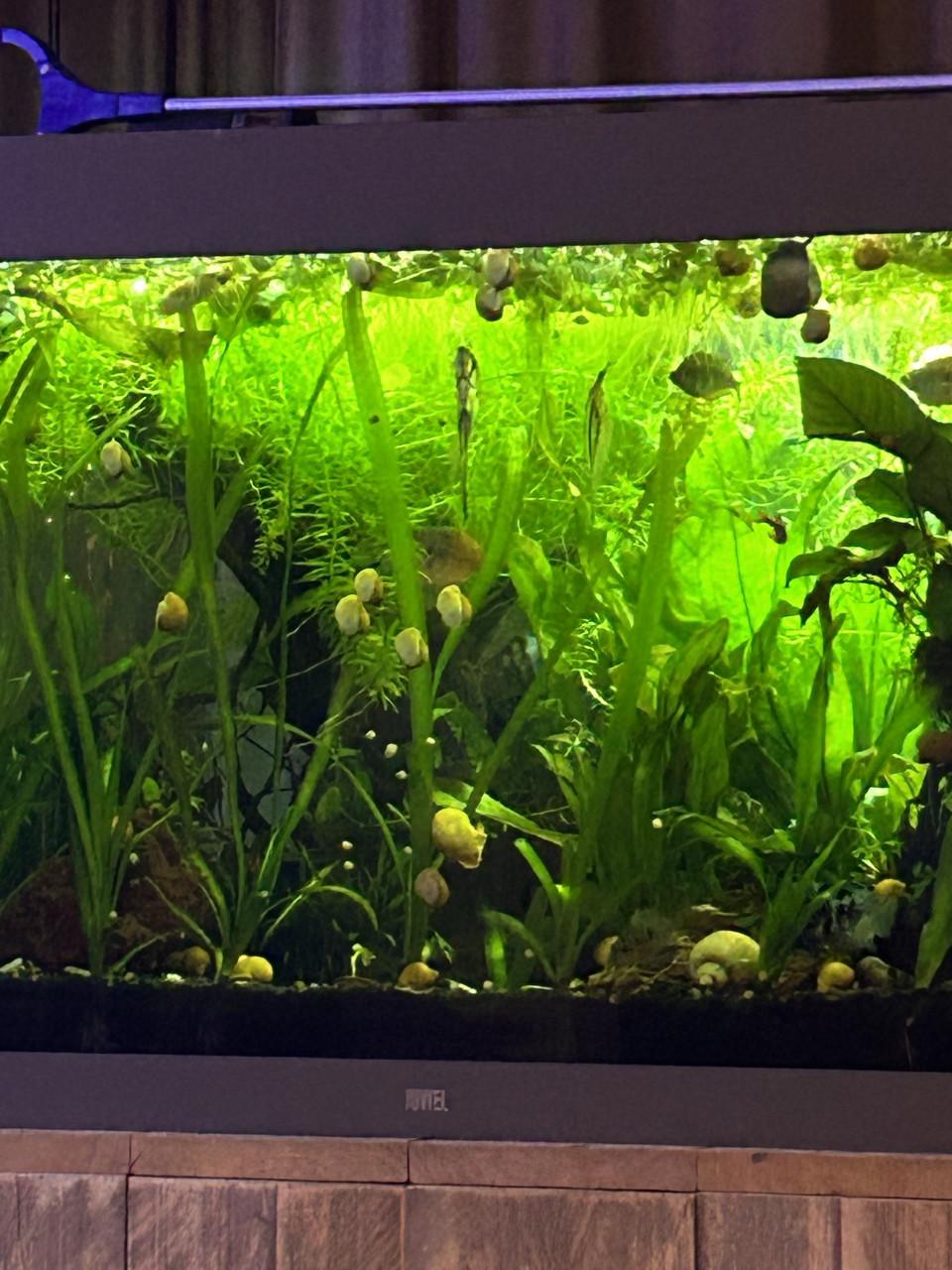 Leuke gele zoetewater slak