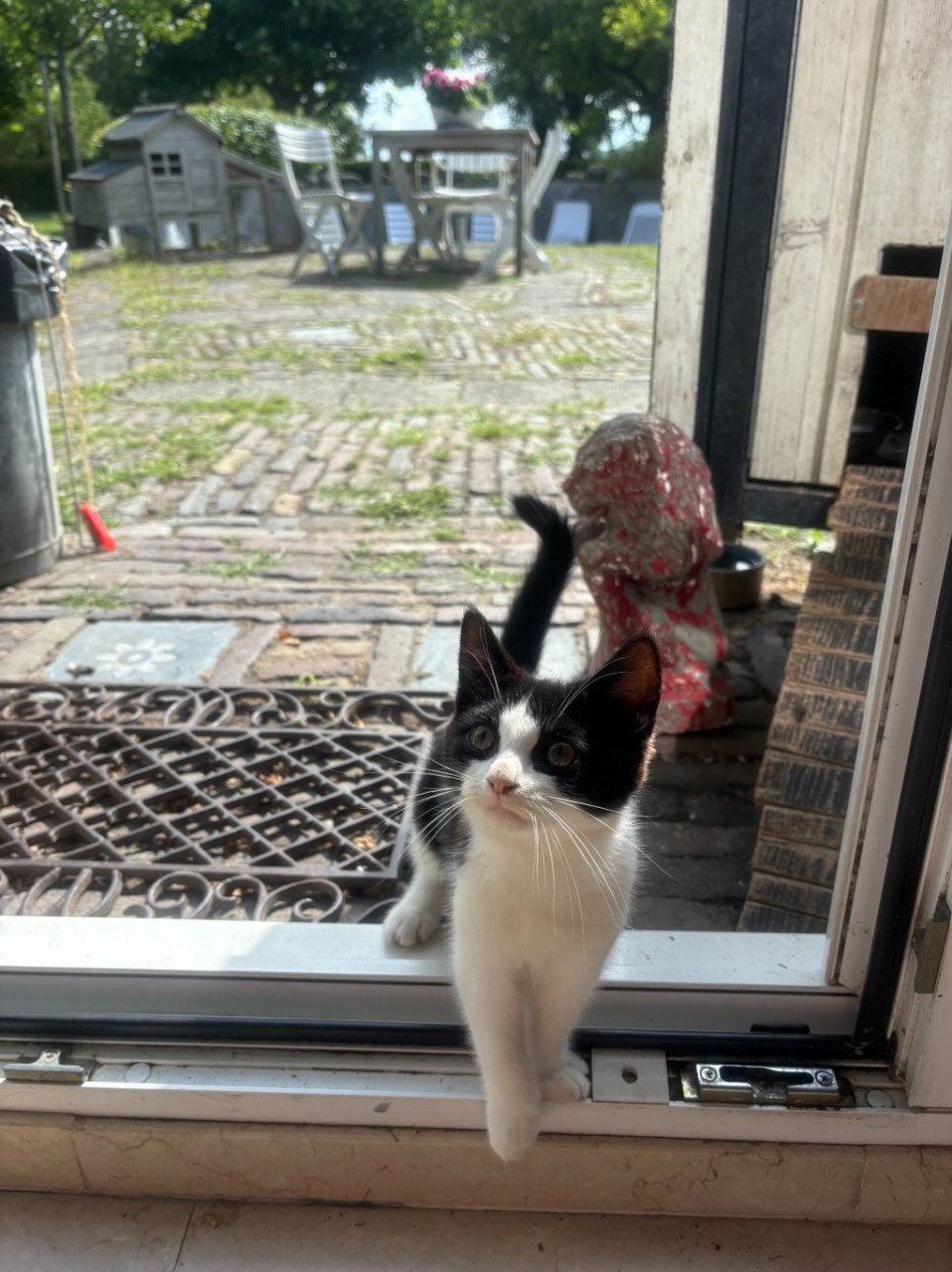 Kitten
