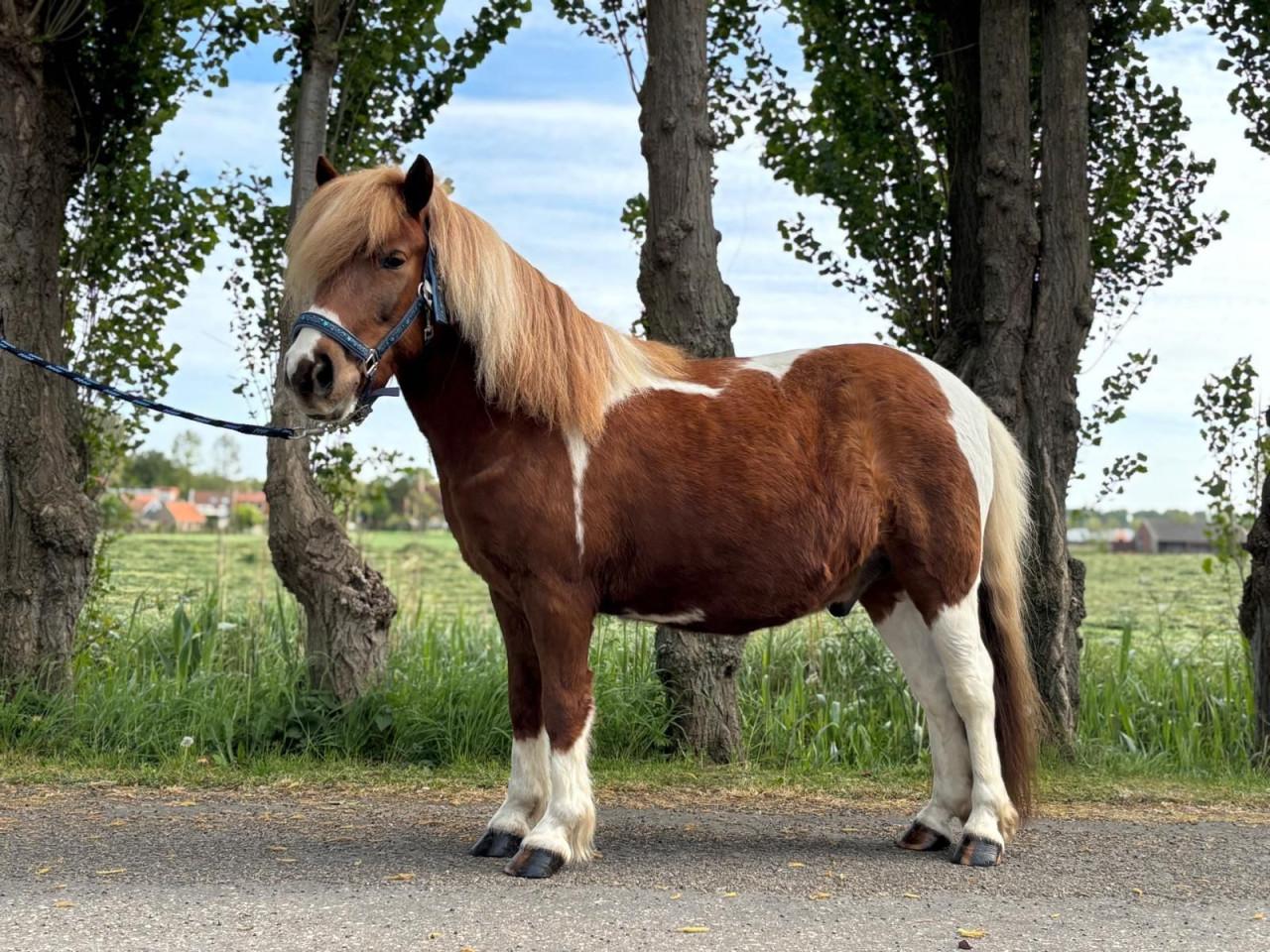 Leuke 8 jarige ruin!