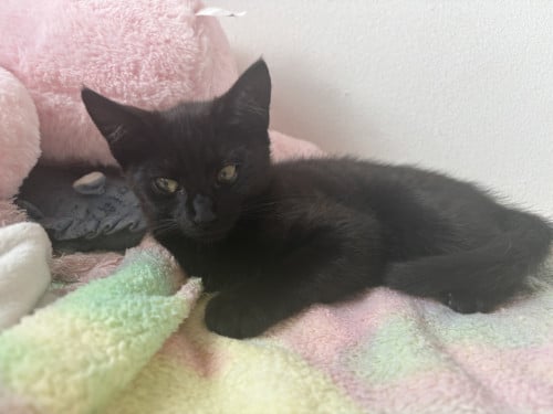 Lieve kittens €40,-