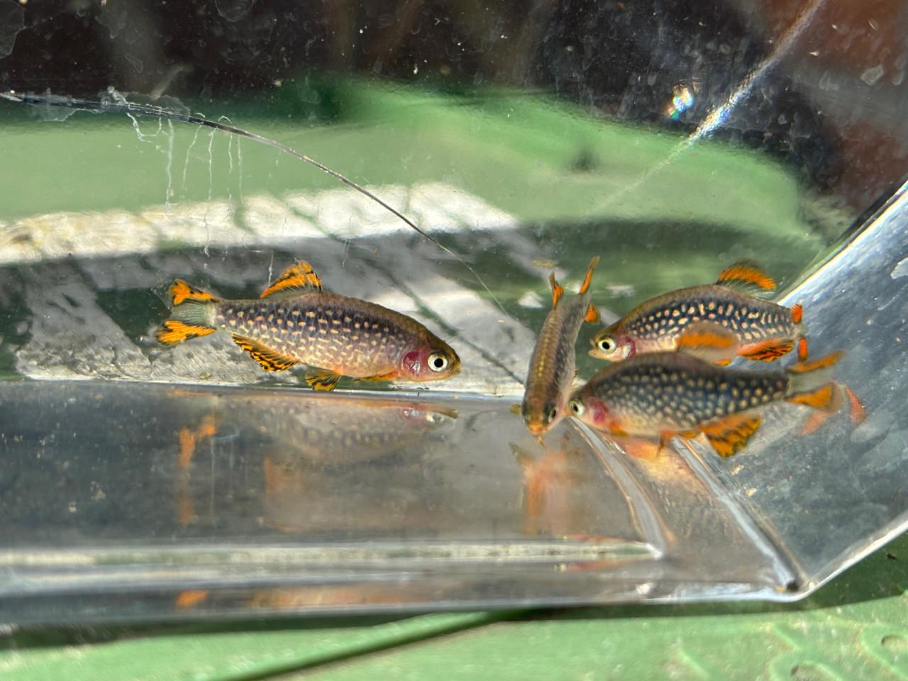 Galaxy Rasbora / hemelse parel danio