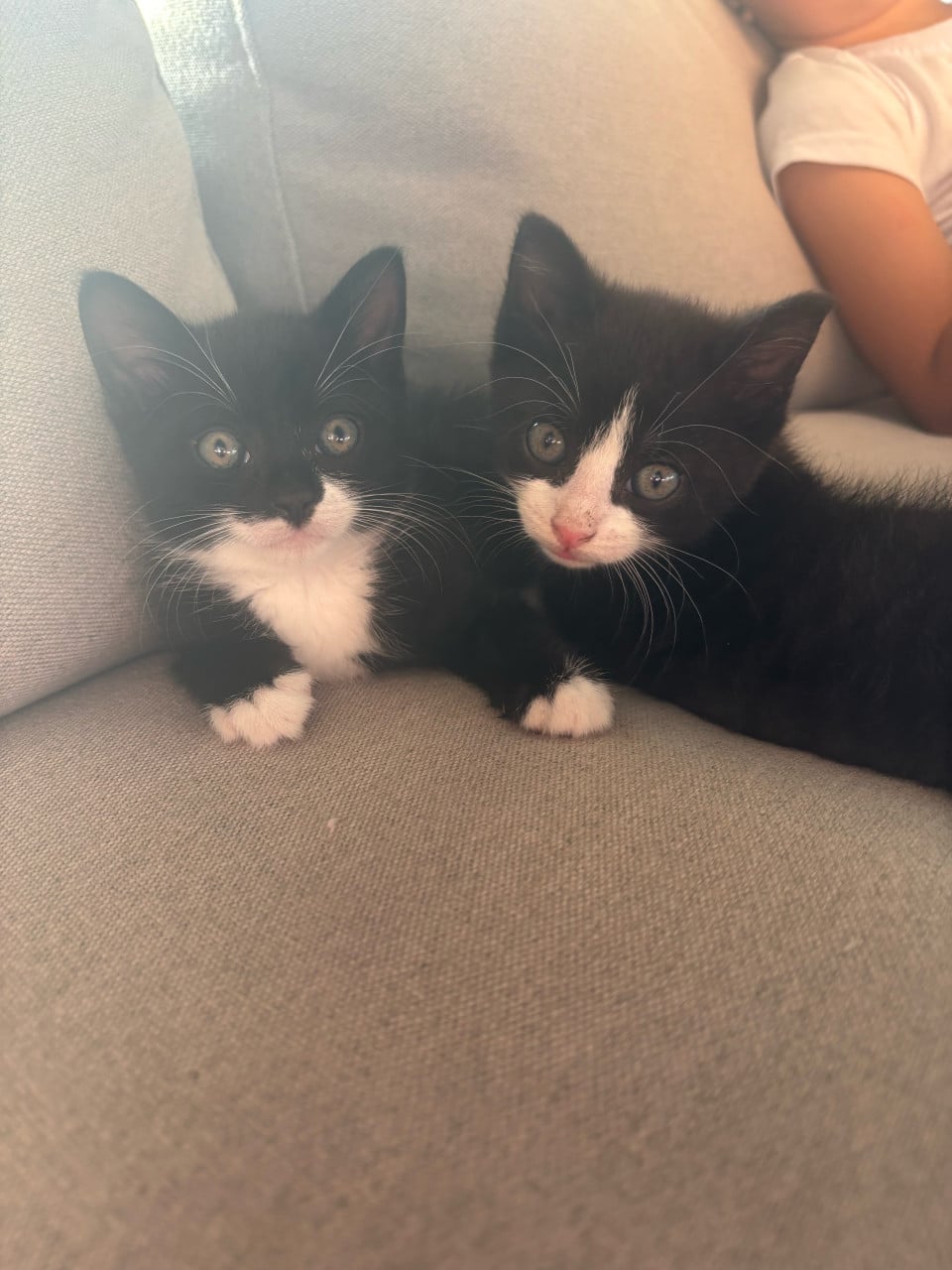 2 lieve kittens