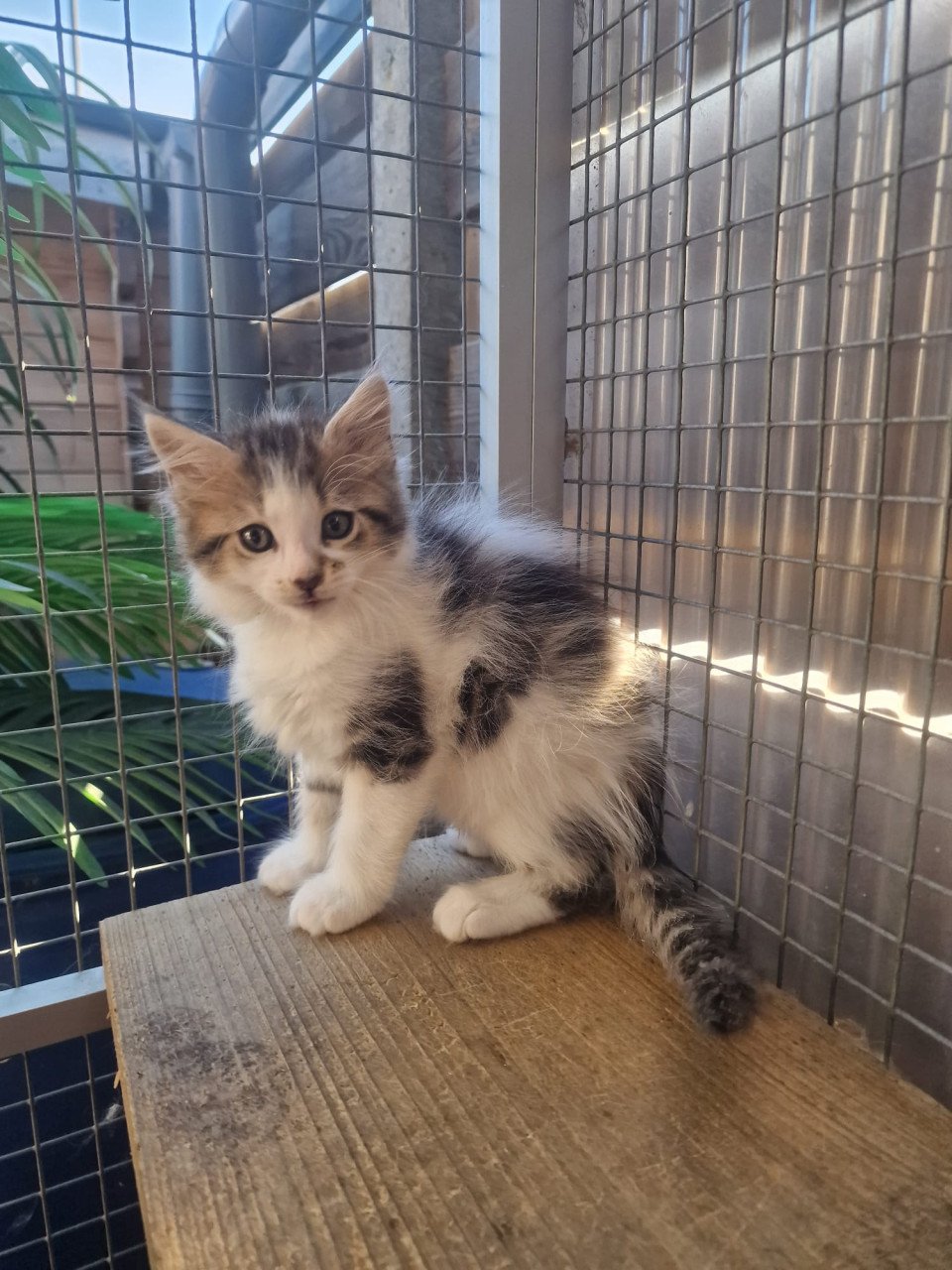 Te koop mooie Maine Coon katertjes