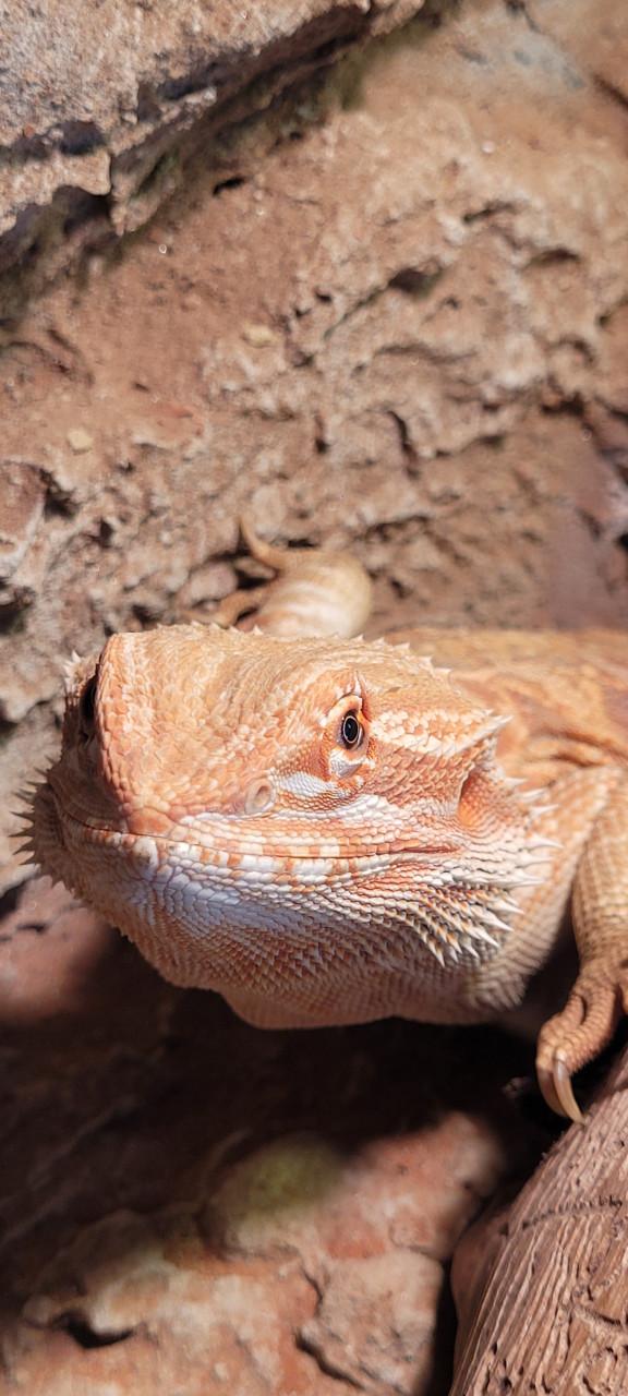 Tamme Baardagaam met terrarium