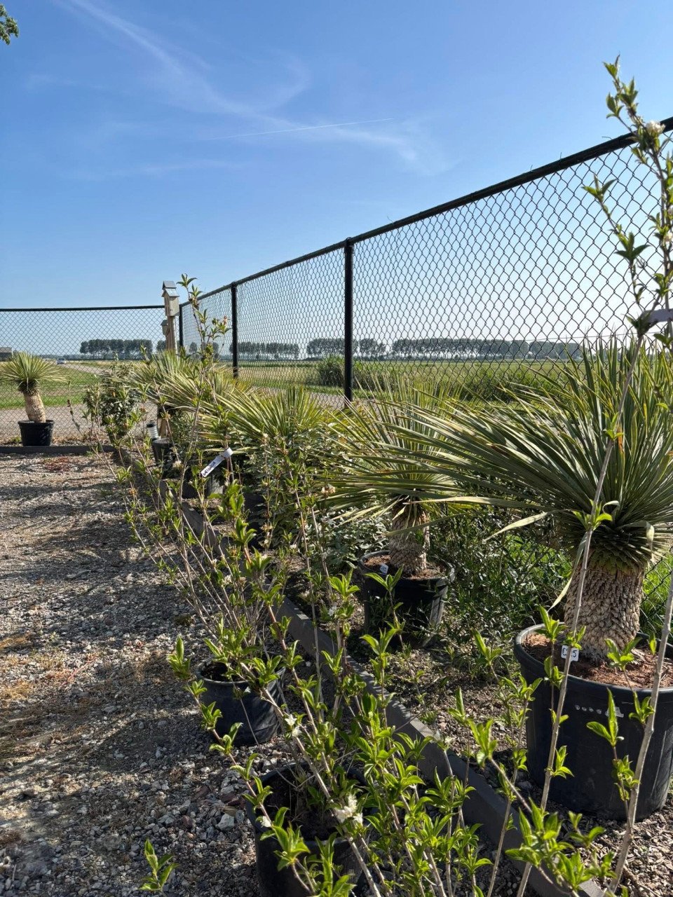 ALLE YUCCA ROSTRATA €100 per stuk