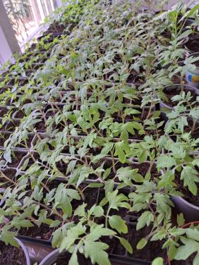 Tomaten. Paprika. Peper en snack komkommer planten