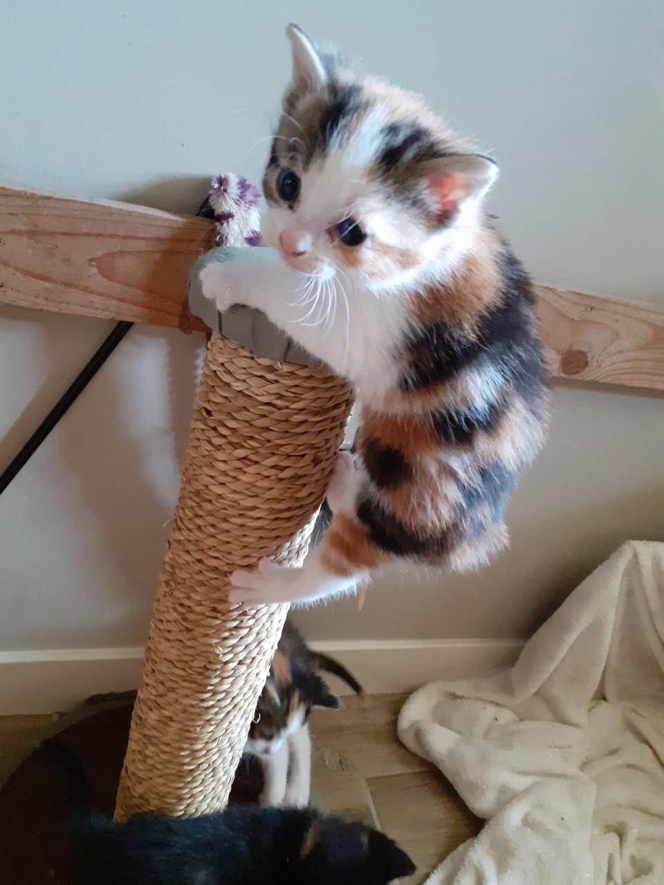 Kittens